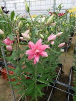 [5583 VH13 Kadango No01.JPG]